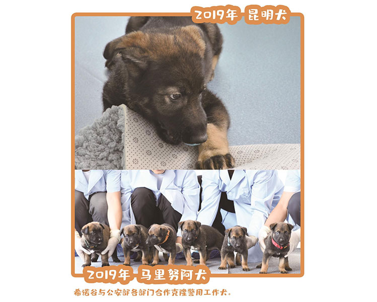 2019昆明犬
