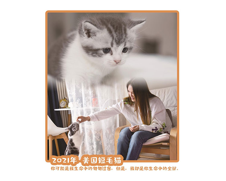 美国短毛猫