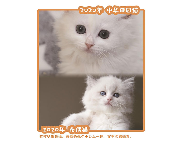 2020布偶猫
