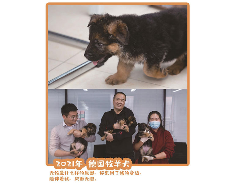 2021德国牧羊犬