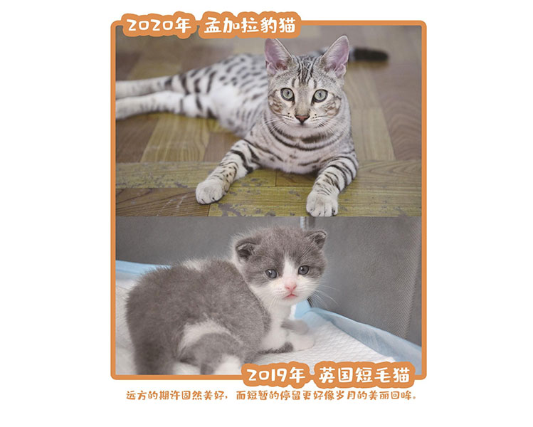 孟加拉豹猫、英国短毛猫