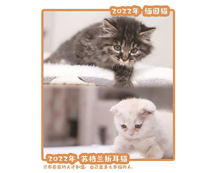 三花猫、英短蓝猫
