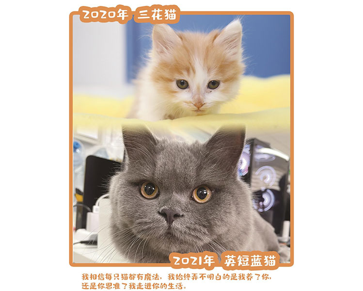 面影迷、苏格兰折耳猫